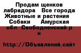 Продам щенков лабрадора - Все города Животные и растения » Собаки   . Амурская обл.,Свободненский р-н